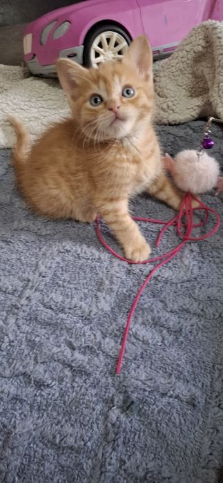 Шотландский мальчик скоттиш страйт рыжик