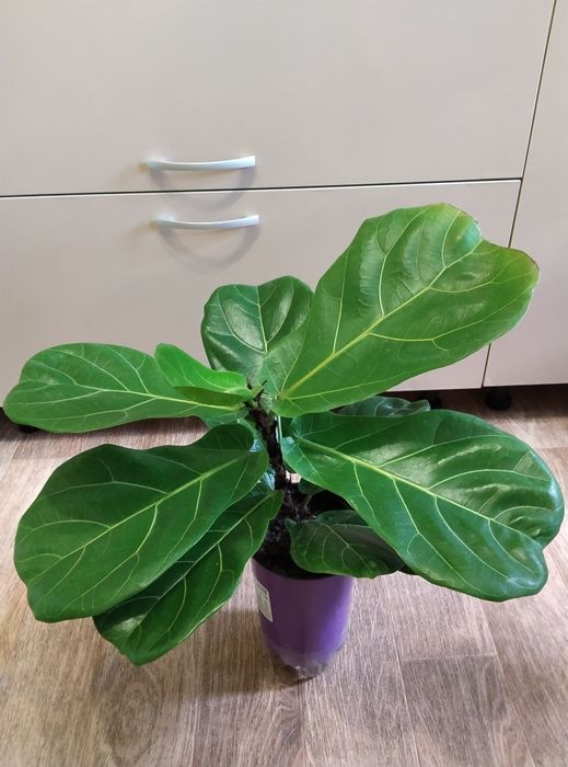 Комнатные растения продажа