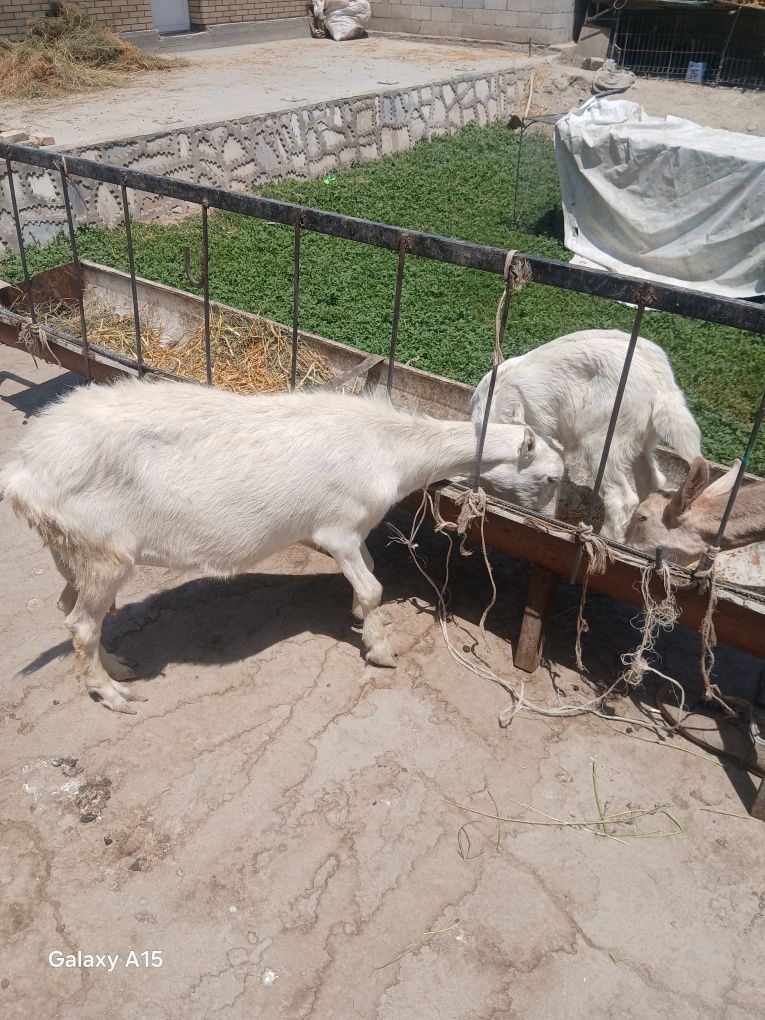 Zanin zotli echki sotiladi Ona bola 2 litr sut beradi bolasi takacha