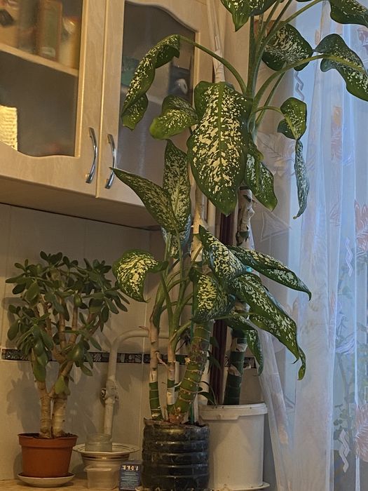 Цветы комнатные диффенбахия