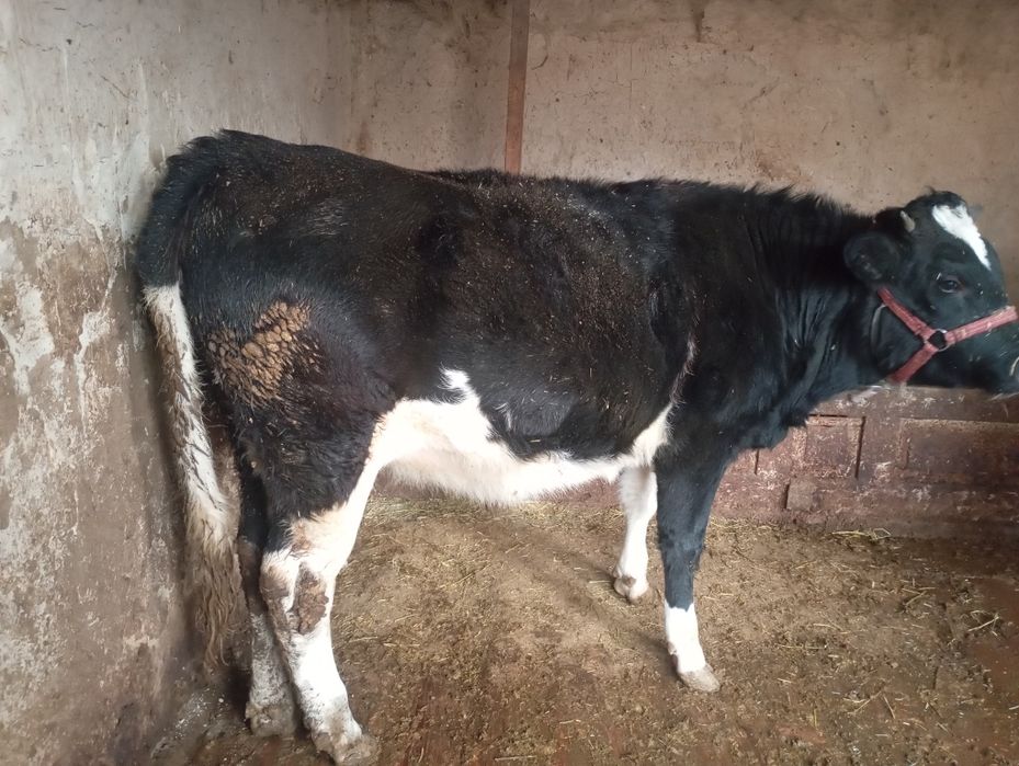 Тана  сатылады 1,5 жасар