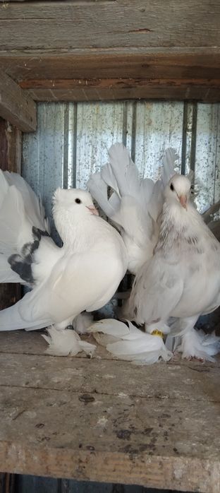 Vând porumbei voltati indieni