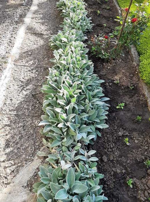 Български многогодишни цветя, 1лв брой