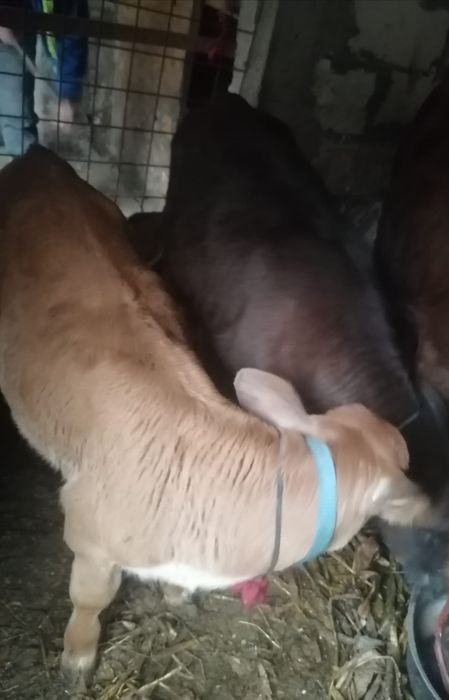 De vânzare o junică și doi viței