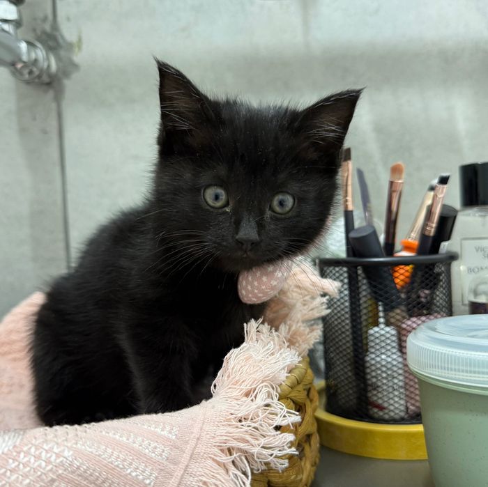 Котенок (бесплатно)