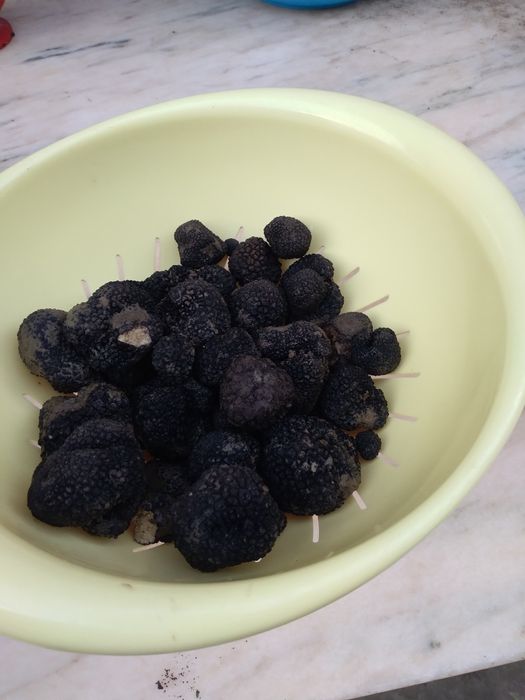 Vand Trufe proaspete