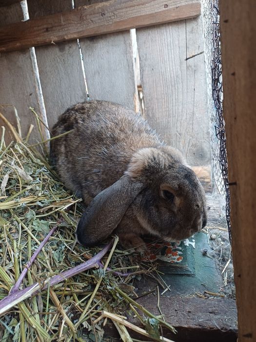 Masculi rasă berbec german