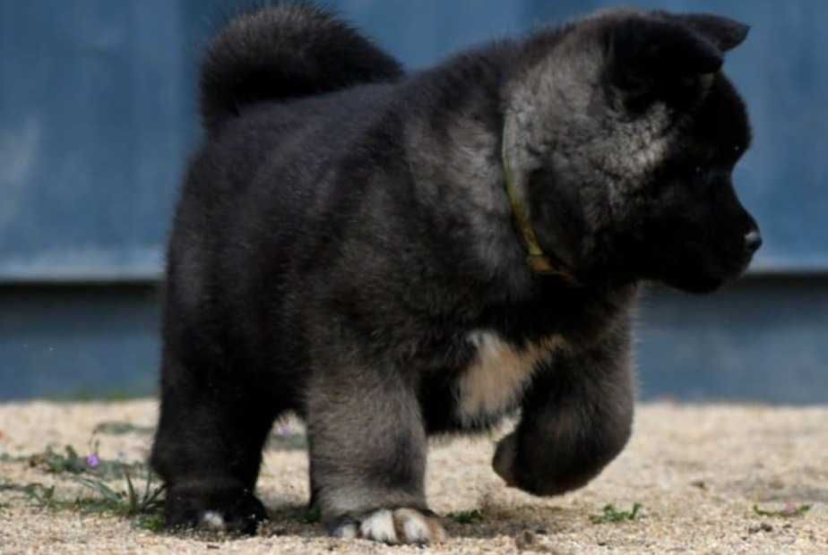 Щенки американской акиты 2 мес, Каспий РЭД, рассрочка