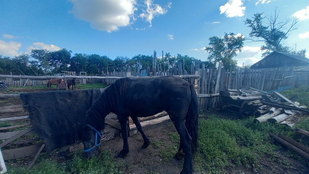 Семыз бие сатам қысыр 600