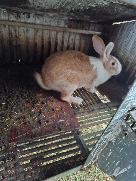 Продавам зайци з