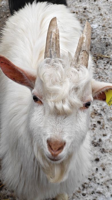 Продам козлика на племя