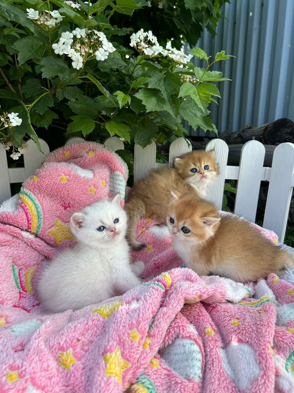 Котята готовы к переезду