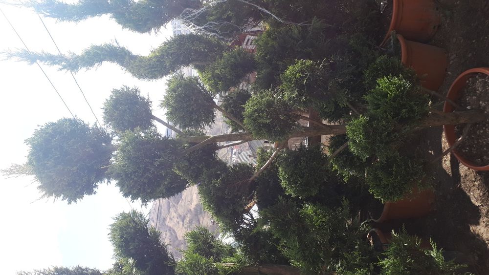 Plante ornamentale ptr gradina tuia brazi gazon piatra naturala