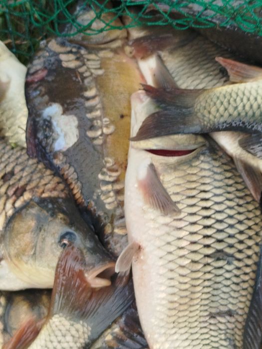 Vând puiet de caras și crap de o vara