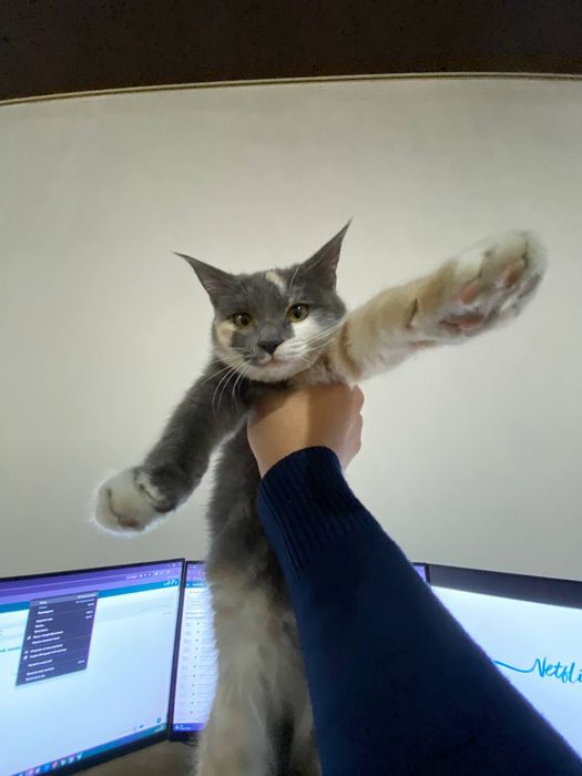 «Только в хорошие руки!  Наш котёнок ждёт своего заботливого хозяина.