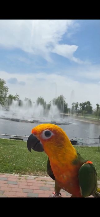 Vad papagal aratinga mascul