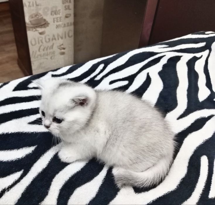 Британская короткошерстная ! Золотая шиншилла и серебро шиншилла!