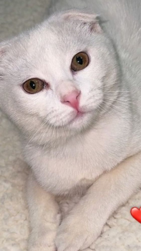 Скотиш Фолд мальчик