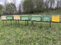 Lazi albine folosite