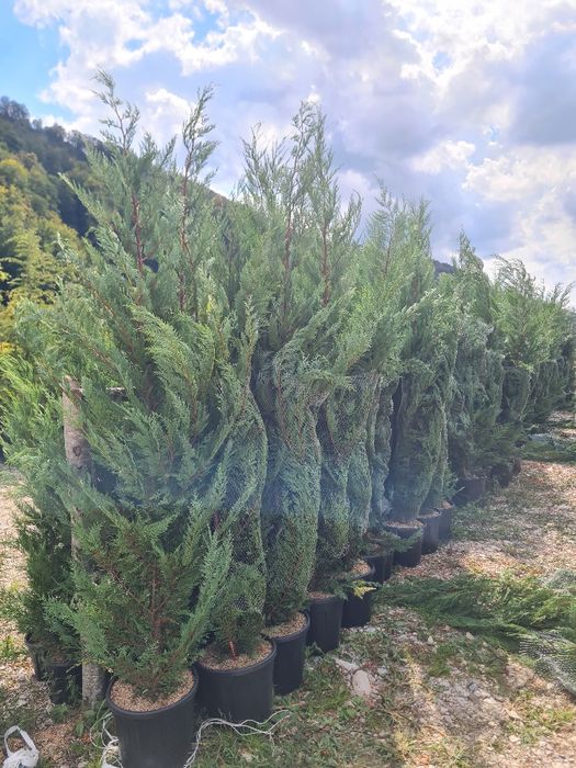 Plante ornamentale