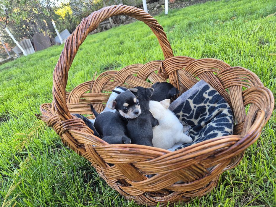 Мини чихуахуа пет момченца