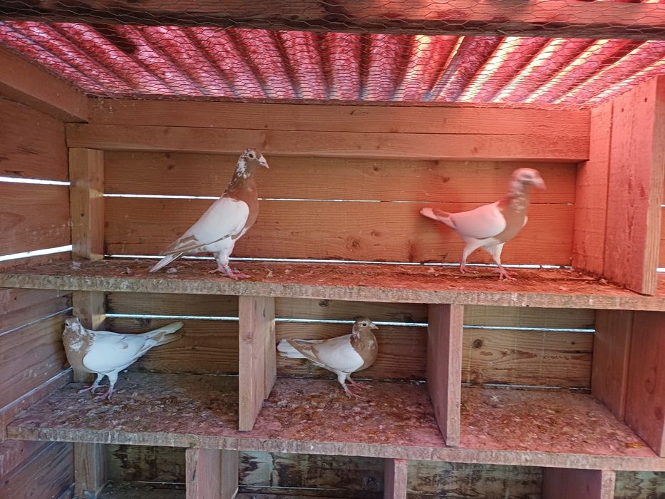 Porumbei voiajori sport meulemans