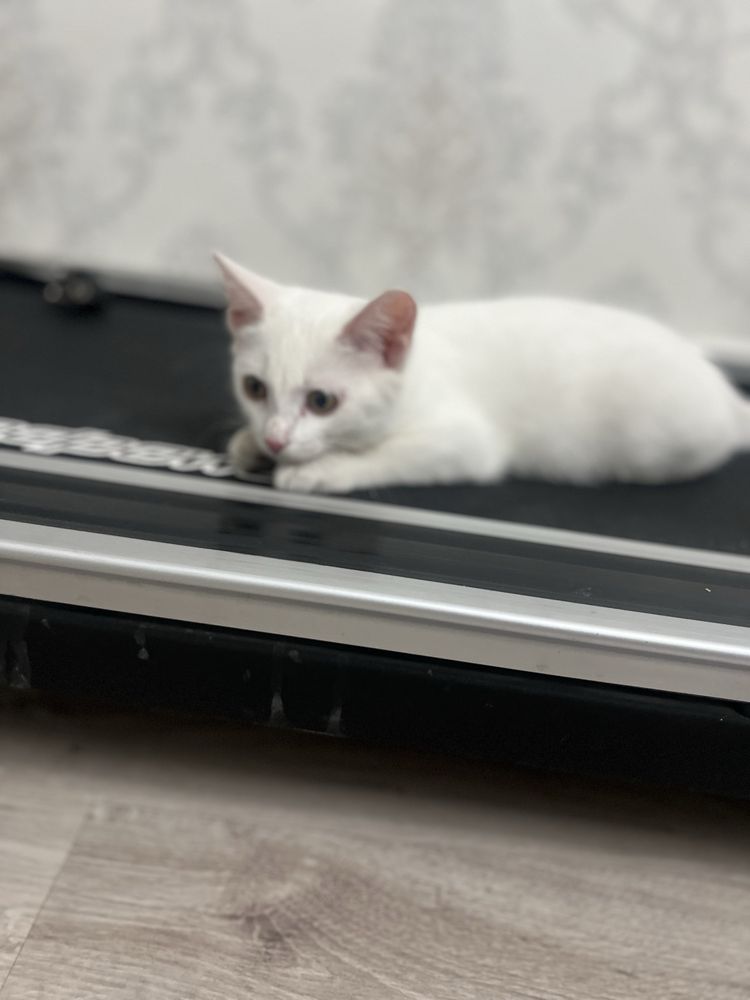 Продам котенка белого