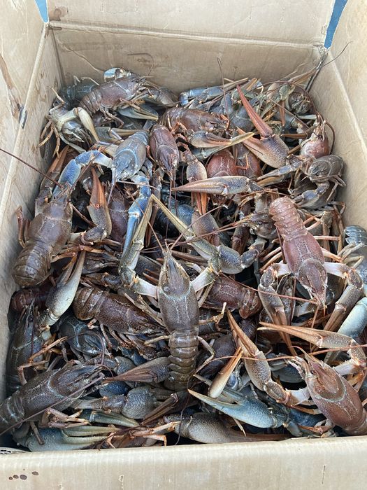 Продам живого рака