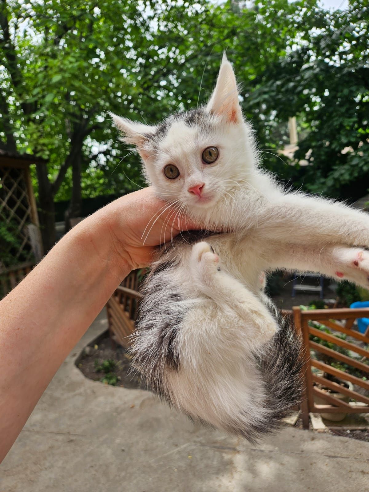 Подарю милых котят!