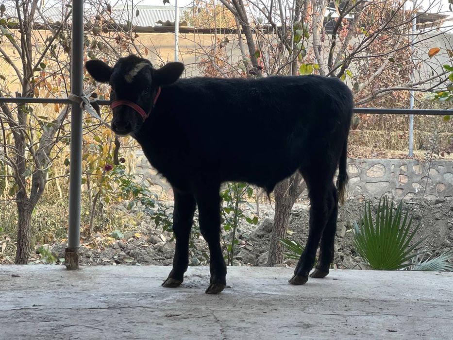 Ona bola sigir sotiladi bolasi buqacha она бола сигир сотилади