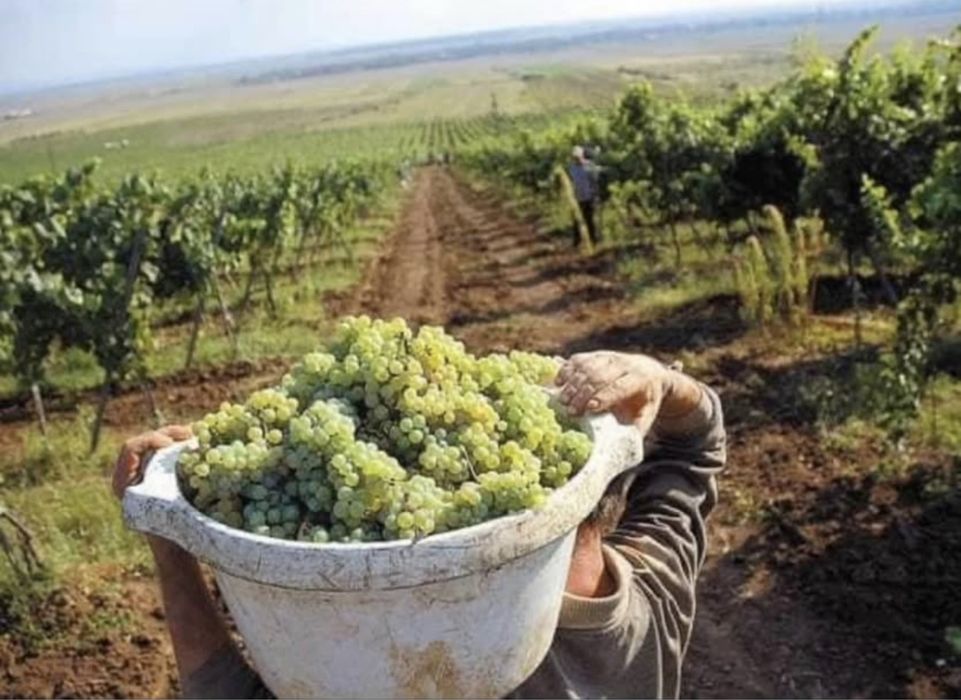 Vand struguri de vin cu transport la domiciliu gratuit