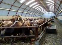 grajd pentru animale ,fan ,Holland Expres