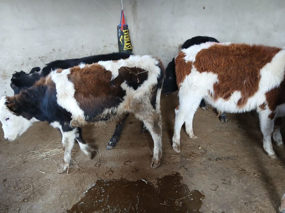 Продается бычки все хорошие. 7 голов.