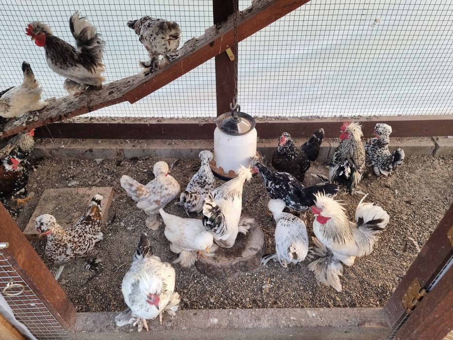 Бреговски джинки, Петлета бантам