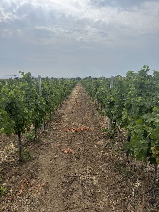 Vand struguri Muscat Ottonel pentru vin.