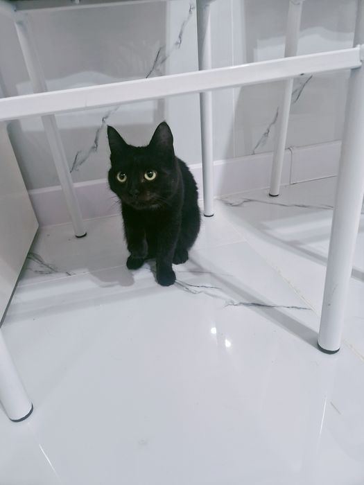 Мысық ақылдыыыыы