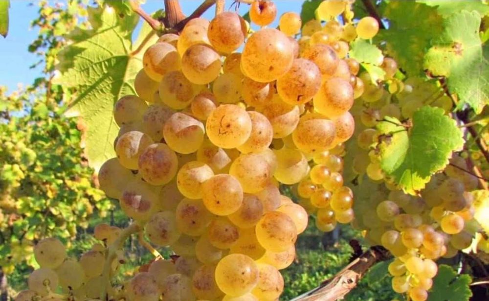 Struguri de vin – Direct din vie, pentru un vin autentic