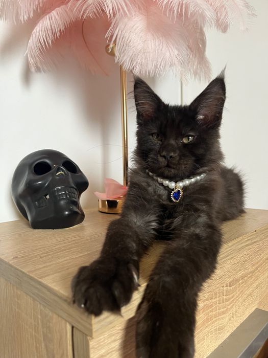 Baietel Maine Coon black smoke PEDIGREE