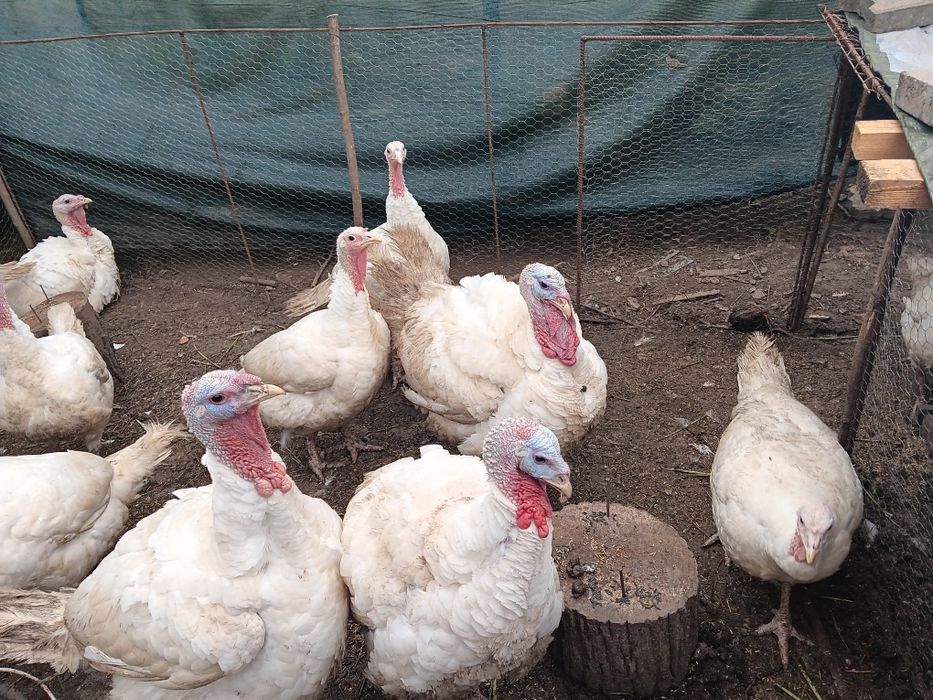 Curcani de carne de vanzare