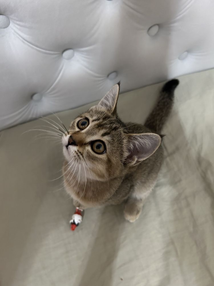 Кошка девочка, 3 месяца.