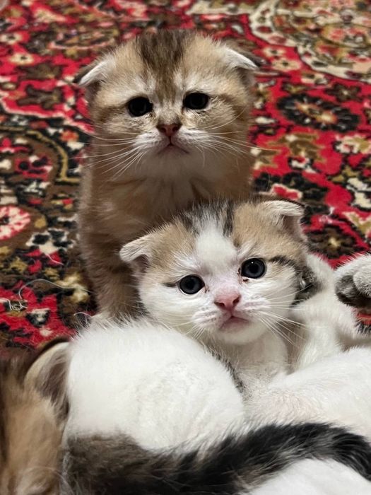 Продается британский золотые шиншилы