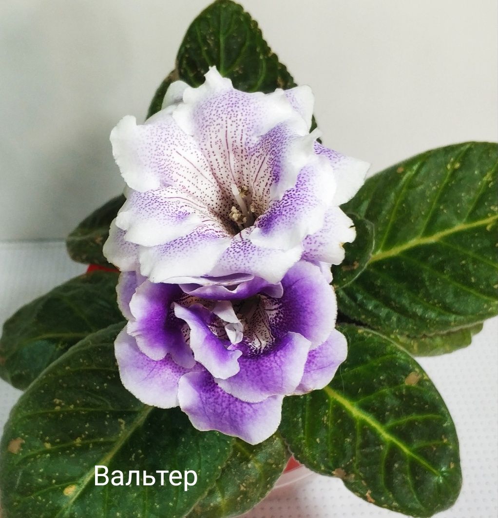 Листочки глоксиний на срез.