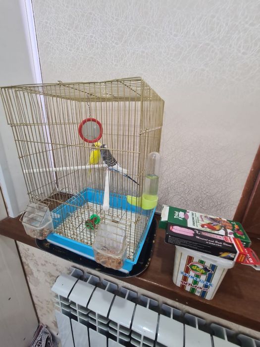 Продаю Волнистых Попугаев