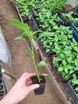 „Răsaduri legume BIO | Gata de plantat, sanatoase si viguroase | Prețu