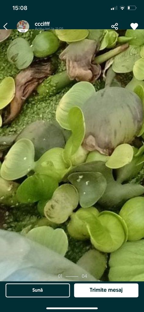 Zambile Amazoniene, Salata de Nil - Pistia, plante plutitoare , koi...
