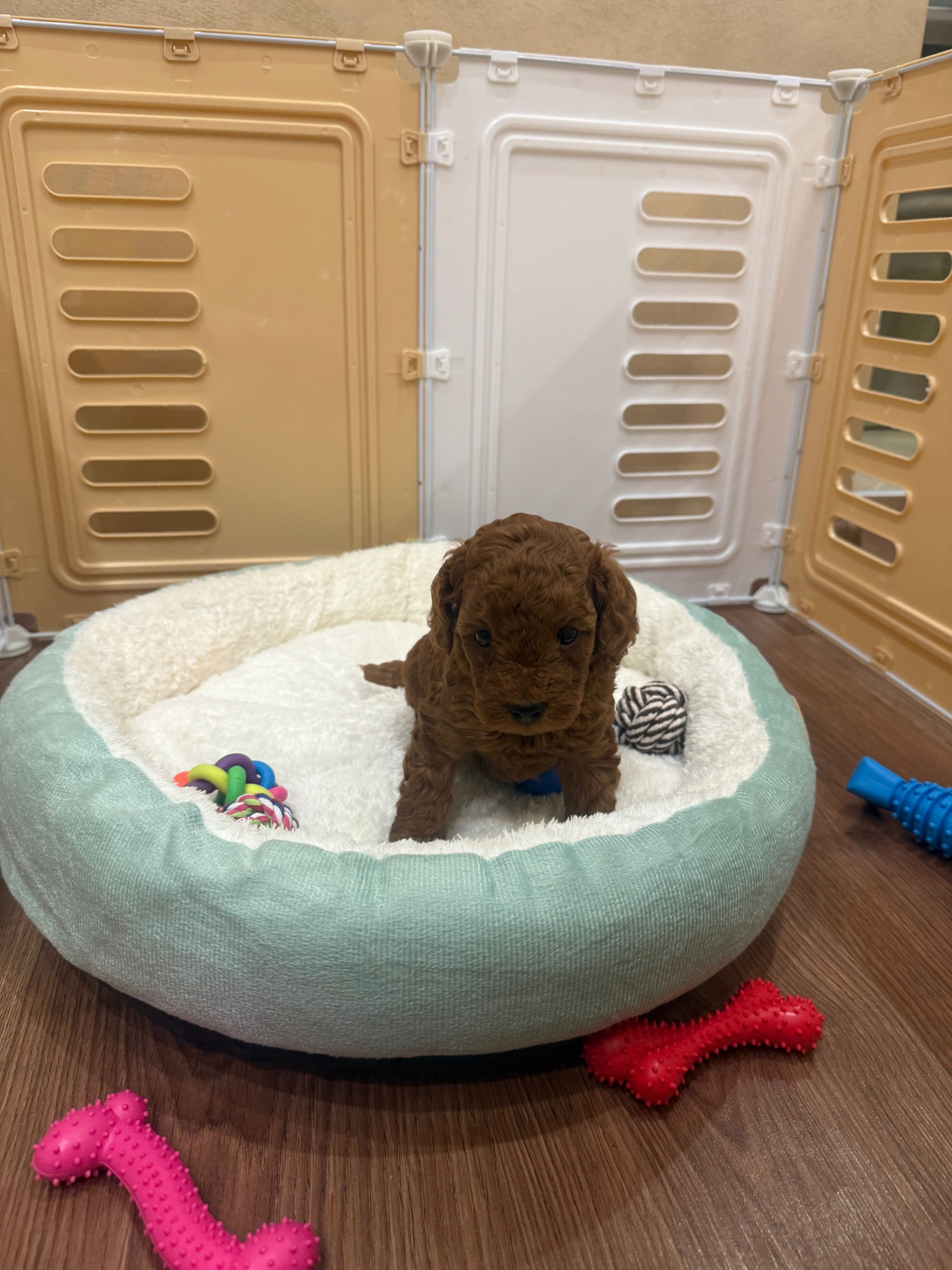 Той Пудел / Poodle Toy