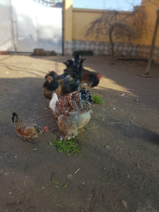 Família de brahma portelan