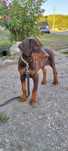 Vând femelă doberman maro cu pedigree