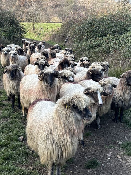 Vand 50 de oi tinere