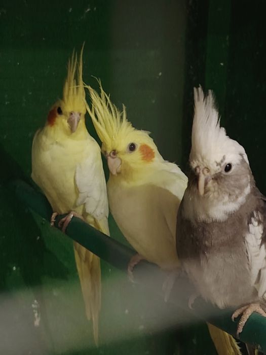 Karela dubai sotiladi